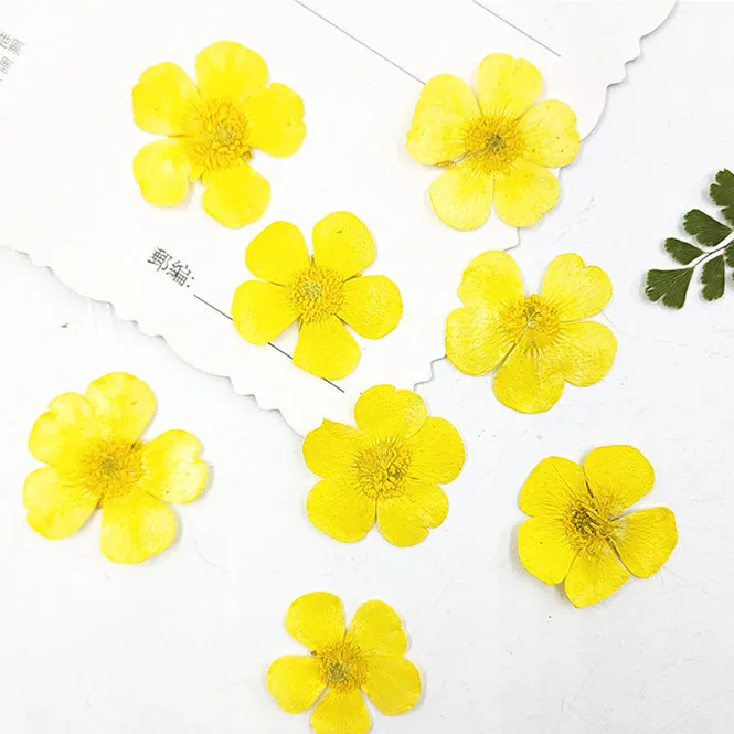 1,5-2 cm/24 pezzi, Petali di R - Candle Souvenir recensione e prezzo