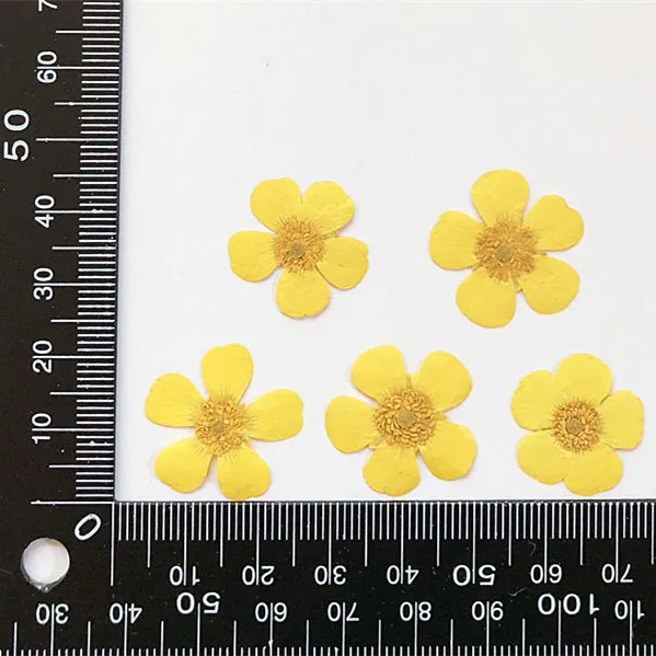 1,5-2 cm/24 pezzi, Petali di R - Candle Souvenir recensione e prezzo
