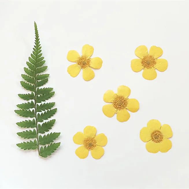 1,5-2 cm/24 pezzi, Petali di R - Candle Souvenir recensione e prezzo